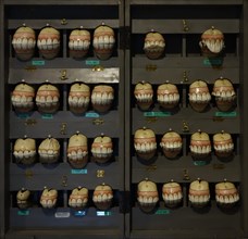 Wooden box with replicas of horses' set of teeth of all age development stages as help for aging horses