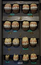 Wooden box with replicas of horses' set of teeth of all age development stages as help for aging horses