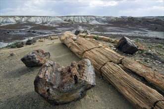 Broken petrified logs exposed by erosion