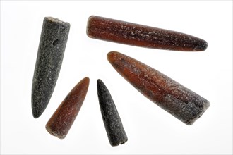 Fossil guards of belemnites