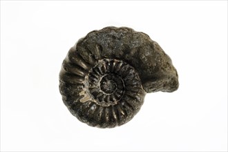 Ammonite fossil Promicroceras planicosta from Lyme Regis