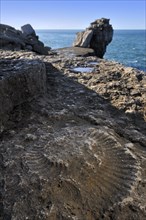 Ammonite fossil embedded in rock near Pulpit Rock on seashore at Portland Bill on the Isle of Portland along the Jurassic Coast