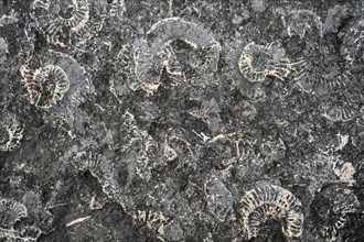 Ammonite fossils embedded in rock on beach at Pinhay Bay near Lyme Regis along the Jurassic Coast