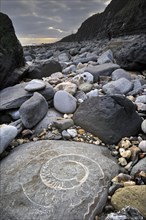 Large ammonite fossil embedded in rock on beach at Pinhay Bay near Lyme Regis along the Jurassic Coast