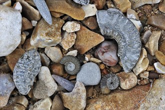 Fossils like fossil guards of belemnites and ammonites on shingle beach near Lyme Regis along the Jurassic Coast