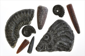 Fossils like fossil guards of belemnites and ammonites from Lyme Regis