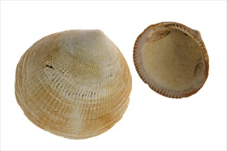 Fossil shell Glycemeris sp