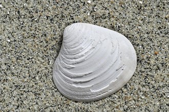 Fossil shell Astarte basteroti on beach