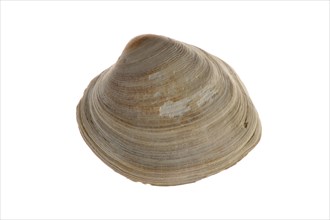 Fossil Carpet shell