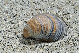Fossil shell Corbicula fluminalis on beach