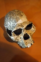 Replica of skull of Australopithecus