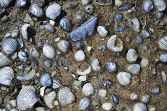 Blue fossil shells embedded in sediment