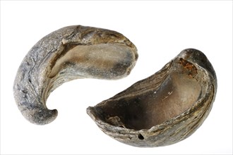 Devil's toenail or Gryphaea dilatata