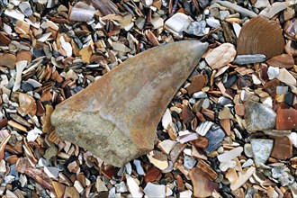 Shark's tooth fossil on beach along the North Sea coast