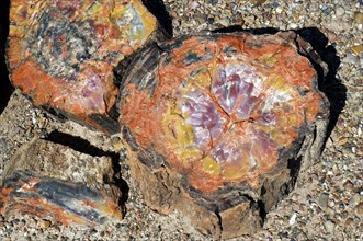 Cross-section of petrified wood showing colourful crystal patterns