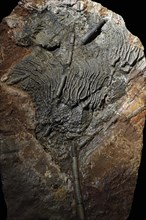 Stalked crinoid fossil