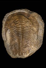 Acadoparadoxides briareus fossil