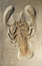 Cyclerion propinquus fossil