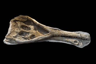 Phosphatosaurus fossil skull