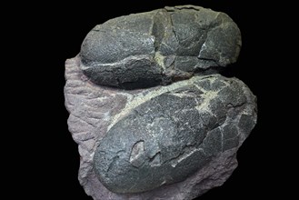 Fossilized oviraptor eggs from the Late Cretaceous period