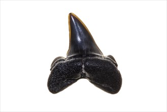 Fossilized Eocene shark tooth against white background