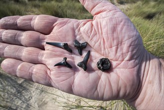 Hand holding different species of Eocene shark teeth fossils and fossilized fish vertebra on sandy beach along the North Sea coast in Belgium