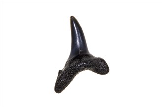 Fossilized Eocene shark tooth against white background