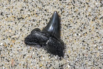 Fossilized Eocene shark tooth on sandy beach along the North Sea coast