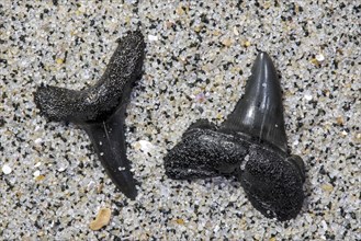 Fossilized Eocene shark teeth on sandy beach along the North Sea coast