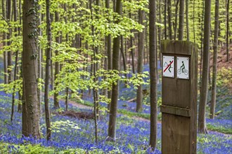 Signs for mountain bikers and horseback riders in beech forest with bluebells