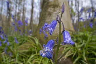 Close-up of bluebells