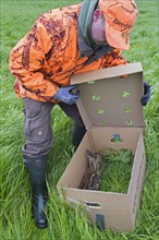 Rescue team removing hidden roe deer fawn