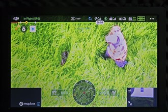 Roe deer fawn located in field on monitor with help of thermal imaging camera mounted on drone flying over meadow before mowing grassland in spring