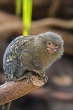 Captive pygmy marmoset