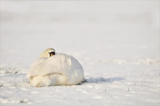 Mute Swan