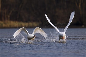 Territorial Mute swan