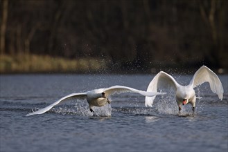 Territorial Mute swan