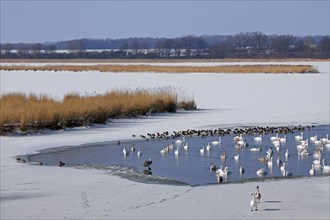 Flock of Mute swans