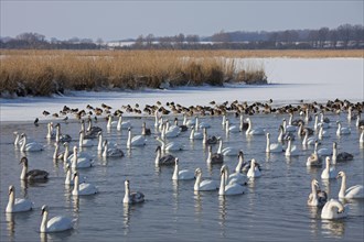 Flock of Mute swans
