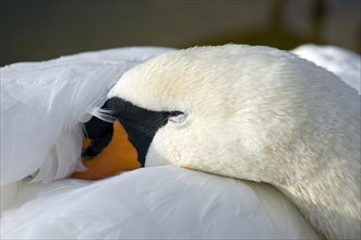 Close up of Mute Swan