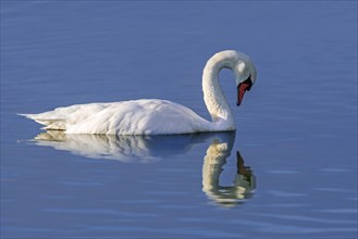 Reflection of mute swan