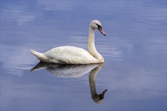Reflection of mute swan