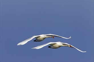Two Mute swans