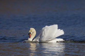 Territorial busking mute swan