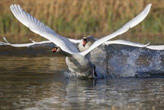 Territorial mute swan
