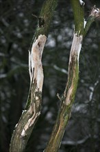 Damaged tree with bark removed by deer antlers in forest