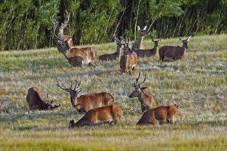 Herd of Red Deer