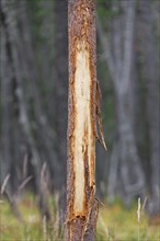 Damaged tree with bark stripped by red deer