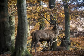 Red deer