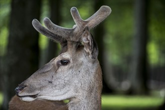 Close up of red deer